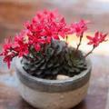 紫羅蘭如何種植才好？