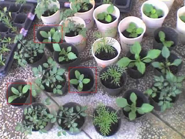 紫羅蘭如何種植才好？