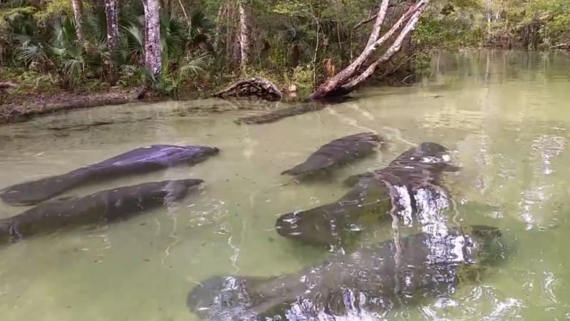 情侶開心站在水上劃槳，突然腳下「出現一大群神秘生物」網友全驚呼：超幸運！ 