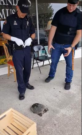 警察獲報「烏龜街上放風」嚇到拒絕受理　最後「硬著頭皮處理」嚇壞網友：鱷魚都怕它