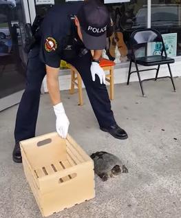 警察獲報「烏龜街上放風」嚇到拒絕受理　最後「硬著頭皮處理」嚇壞網友：鱷魚都怕它
