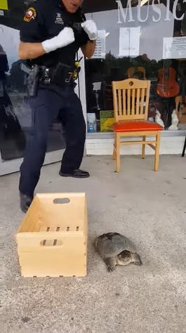 警察獲報「烏龜街上放風」嚇到拒絕受理　最後「硬著頭皮處理」嚇壞網友：鱷魚都怕它