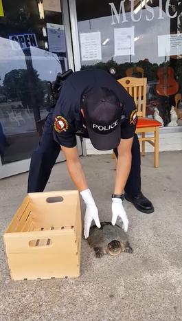 警察獲報「烏龜街上放風」嚇到拒絕受理　最後「硬著頭皮處理」嚇壞網友：鱷魚都怕它