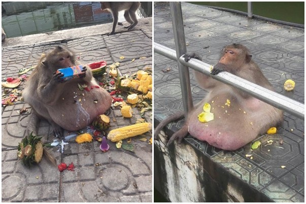 胖到沒朋友！這隻獼猴「暴肥3倍腫」啤酒肚垂地　每天被遊客「狂餵垃圾食物」如今下場變這樣 