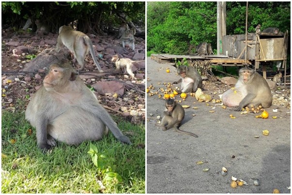 胖到沒朋友！這隻獼猴「暴肥3倍腫」啤酒肚垂地　每天被遊客「狂餵垃圾食物」如今下場變這樣 