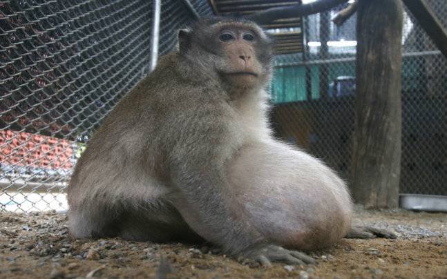 胖到沒朋友！這隻獼猴「暴肥3倍腫」啤酒肚垂地　每天被遊客「狂餵垃圾食物」如今下場變這樣 