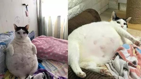 奶牛貓小肥妹挺著大圓肚子，看著活像一隻企鵝