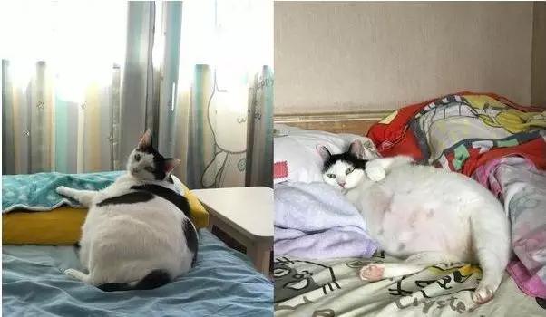 奶牛貓小肥妹挺著大圓肚子，看著活像一隻企鵝