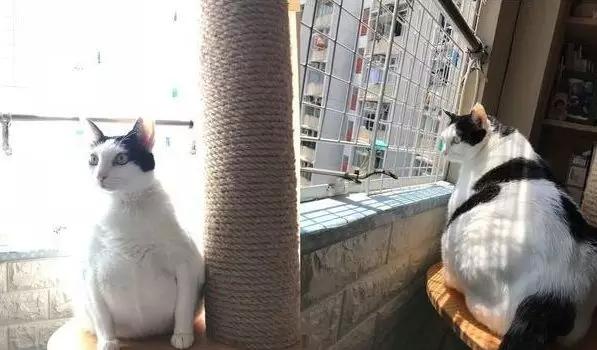 奶牛貓小肥妹挺著大圓肚子，看著活像一隻企鵝