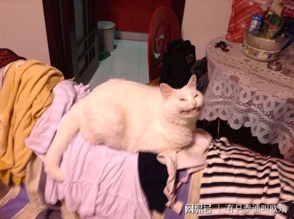 作業拖到最後一刻才交　上傳後點開預覽...哇靠是只貓