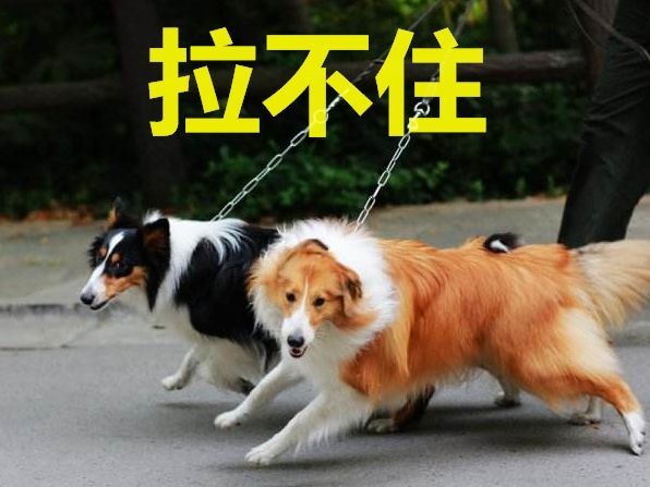 史上最沒脾氣的貓咪，被金毛當拖把使，喵：朕今天不想動
