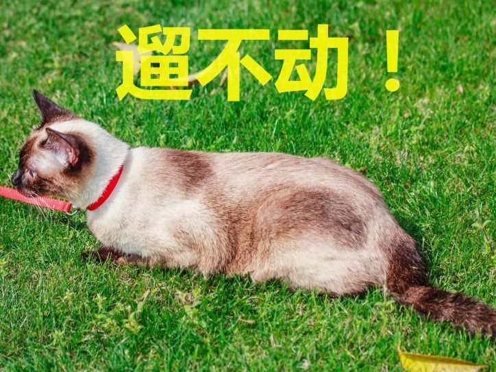 史上最沒脾氣的貓咪，被金毛當拖把使，喵：朕今天不想動