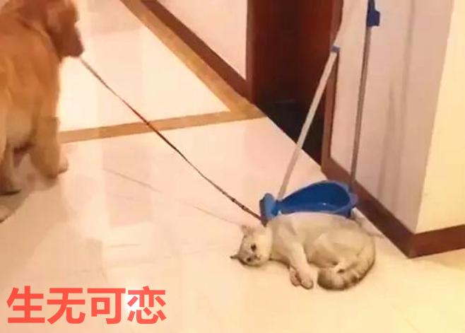 史上最沒脾氣的貓咪，被金毛當拖把使，喵：朕今天不想動