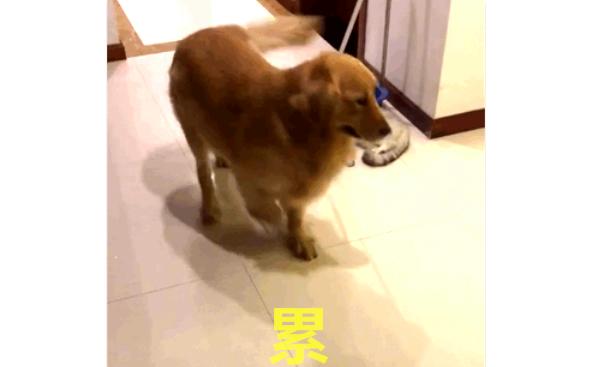 史上最沒脾氣的貓咪，被金毛當拖把使，喵：朕今天不想動