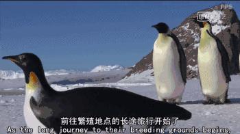 救救救救救救命啊！拍這種片不犯法嗎？萌我一臉血