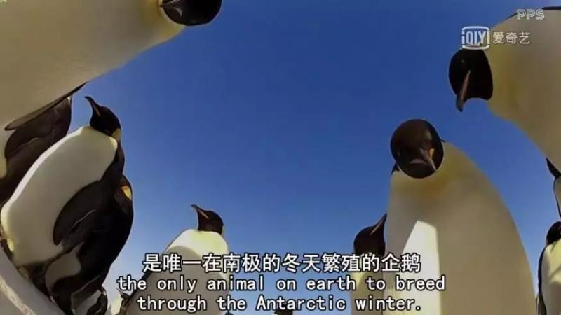救救救救救救命啊！拍這種片不犯法嗎？萌我一臉血