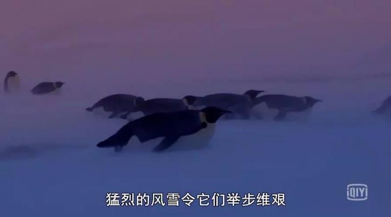 救救救救救救命啊！拍這種片不犯法嗎？萌我一臉血