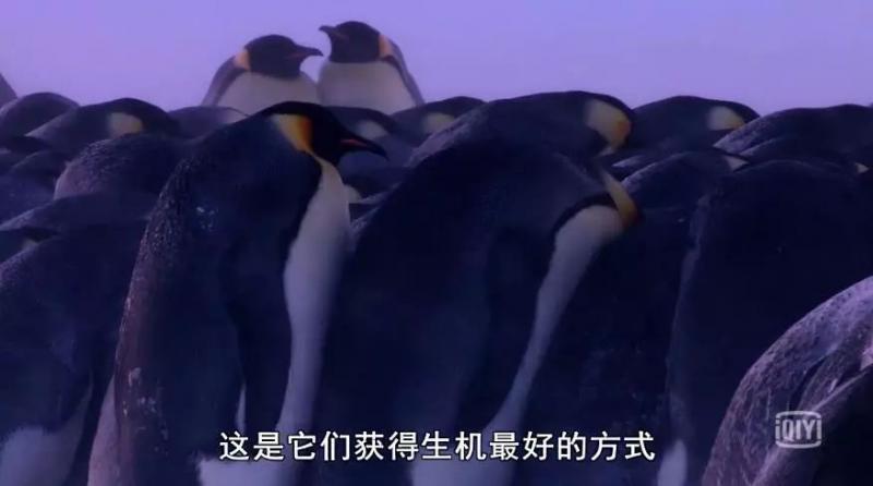 救救救救救救命啊！拍這種片不犯法嗎？萌我一臉血