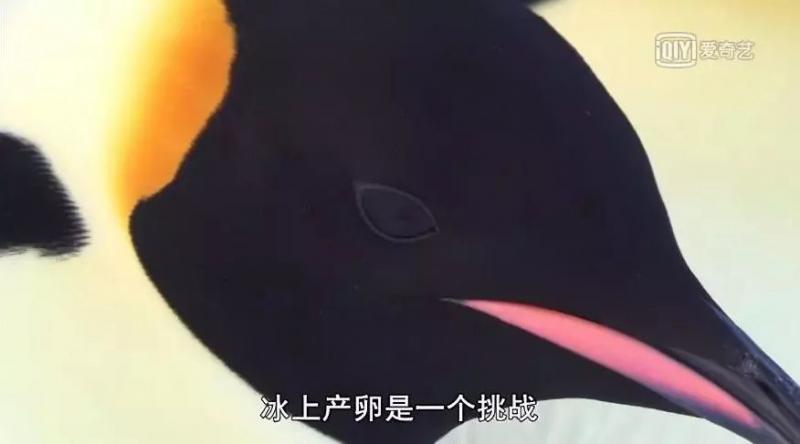 救救救救救救命啊！拍這種片不犯法嗎？萌我一臉血