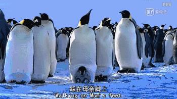 救救救救救救命啊！拍這種片不犯法嗎？萌我一臉血