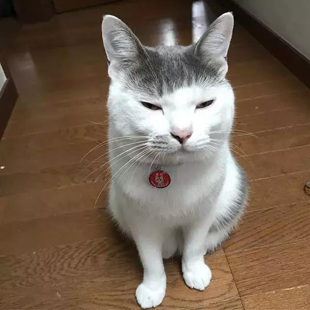 這隻齊劉海的大眼貓火了！長得太魔性，看了想抱走！