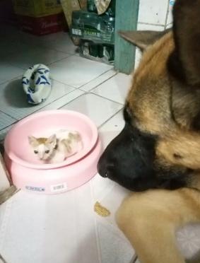 新成員小貓報到！痴漢狼犬「一見鐘情」，「天天叼進飯盆」悉心呵護：要乖乖長大唷～ 