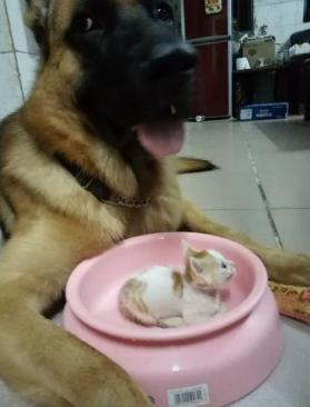 新成員小貓報到！痴漢狼犬「一見鐘情」，「天天叼進飯盆」悉心呵護：要乖乖長大唷～ 