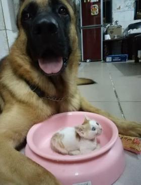 新成員小貓報到！痴漢狼犬「一見鐘情」，「天天叼進飯盆」悉心呵護：要乖乖長大唷～ 
