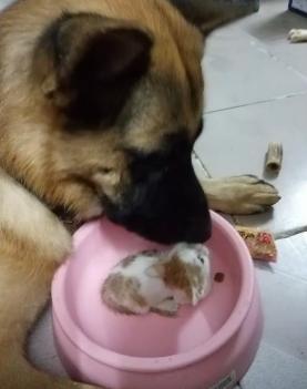 新成員小貓報到！痴漢狼犬「一見鐘情」，「天天叼進飯盆」悉心呵護：要乖乖長大唷～ 