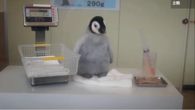 「本寶寶肚子還不餓！」　小企鵝秤完體重不肯吃飯　低下頭「實力拒絕」 