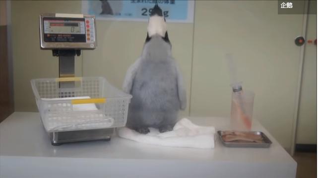 「本寶寶肚子還不餓！」　小企鵝秤完體重不肯吃飯　低下頭「實力拒絕」 