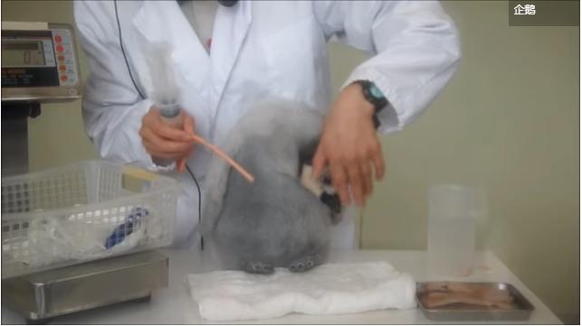 「本寶寶肚子還不餓！」　小企鵝秤完體重不肯吃飯　低下頭「實力拒絕」 
