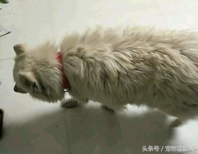 被一隻野狗追蹤了，帶去寵物店洗澡，店長跟我說賺大了！ 