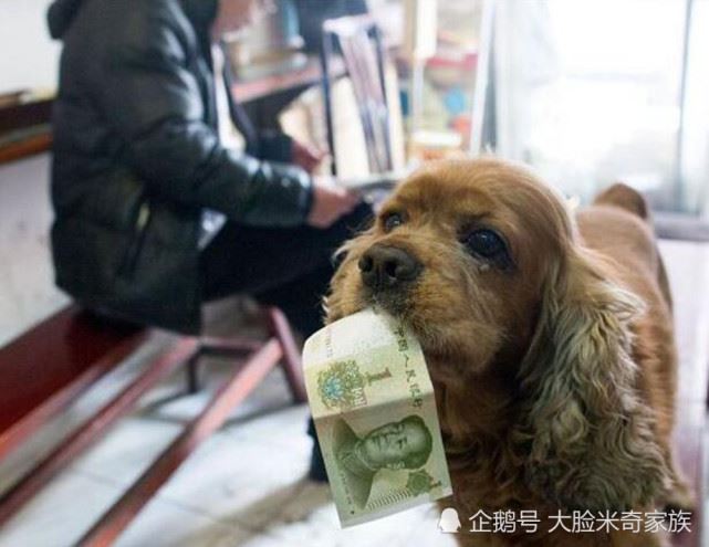 吃貨狗狗每天拿一塊錢，獨自去買零食回家，旁人直呼成精了！ 