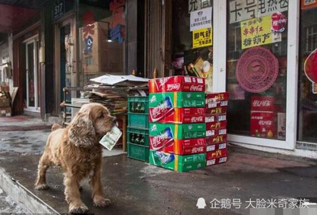 吃貨狗狗每天拿一塊錢，獨自去買零食回家，旁人直呼成精了！ 