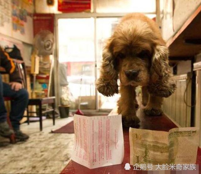 吃貨狗狗每天拿一塊錢，獨自去買零食回家，旁人直呼成精了！ 