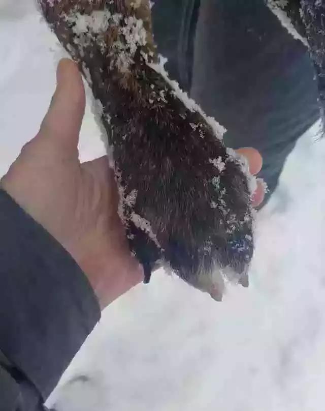 氣炸！這家主人居然把舊狗拴在暴風雪中凍著，和新狗在屋裡玩耍，良心去哪了呢？