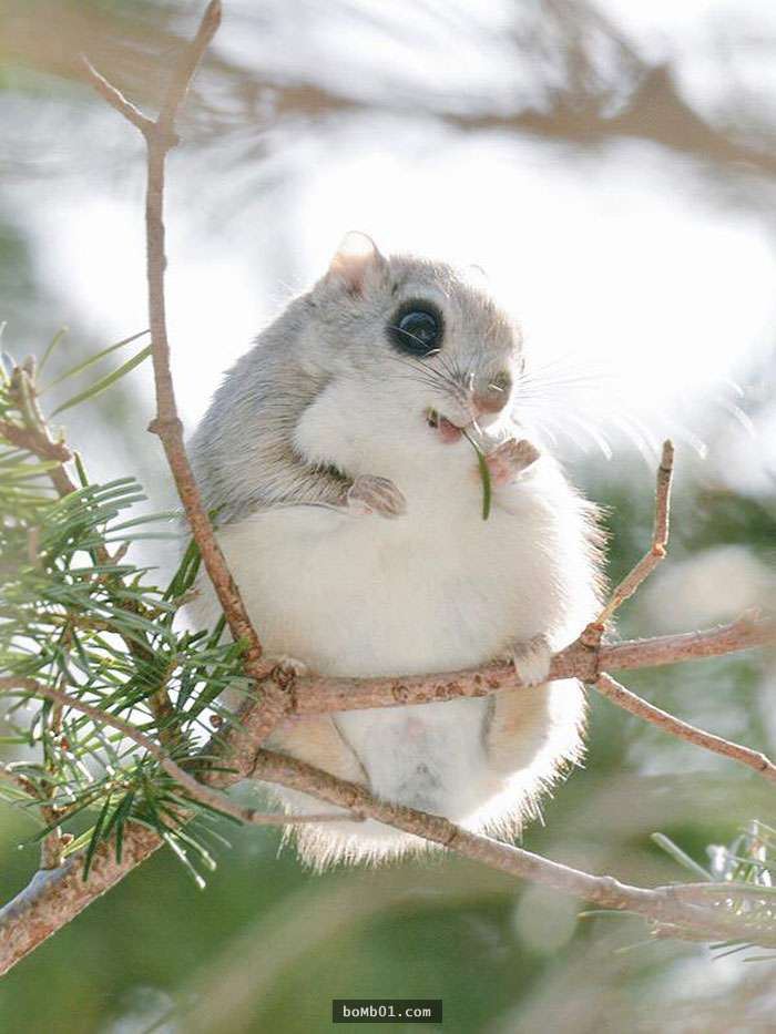 看完這7隻生活在北海道的可愛動物後，你肯定會有衝動想明天就飛去日本和它們見面！