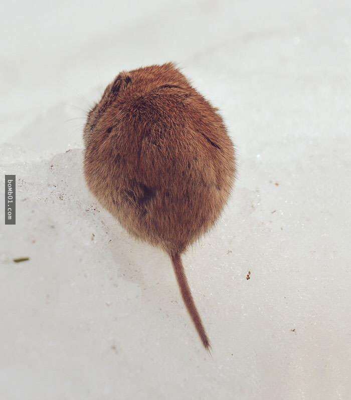 看完這7隻生活在北海道的可愛動物後，你肯定會有衝動想明天就飛去日本和它們見面！