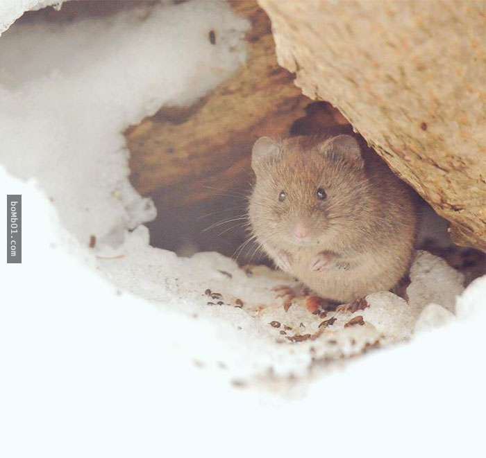 看完這7隻生活在北海道的可愛動物後，你肯定會有衝動想明天就飛去日本和它們見面！
