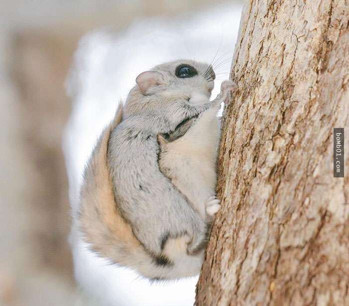看完這7隻生活在北海道的可愛動物後，你肯定會有衝動想明天就飛去日本和它們見面！