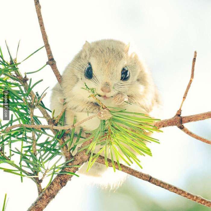 看完這7隻生活在北海道的可愛動物後，你肯定會有衝動想明天就飛去日本和它們見面！