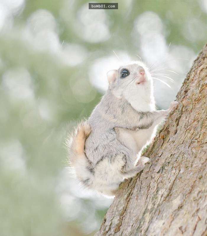 看完這7隻生活在北海道的可愛動物後，你肯定會有衝動想明天就飛去日本和它們見面！