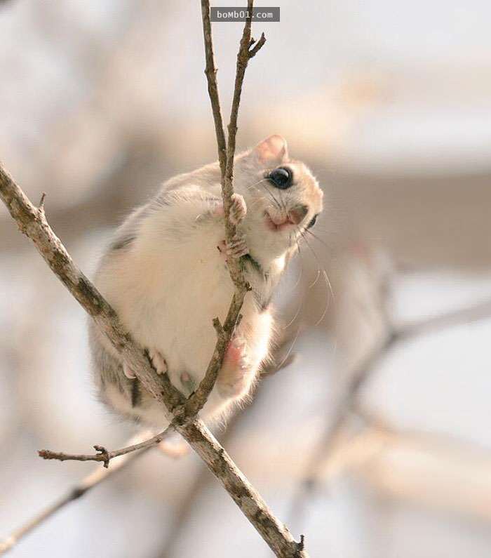 看完這7隻生活在北海道的可愛動物後，你肯定會有衝動想明天就飛去日本和它們見面！