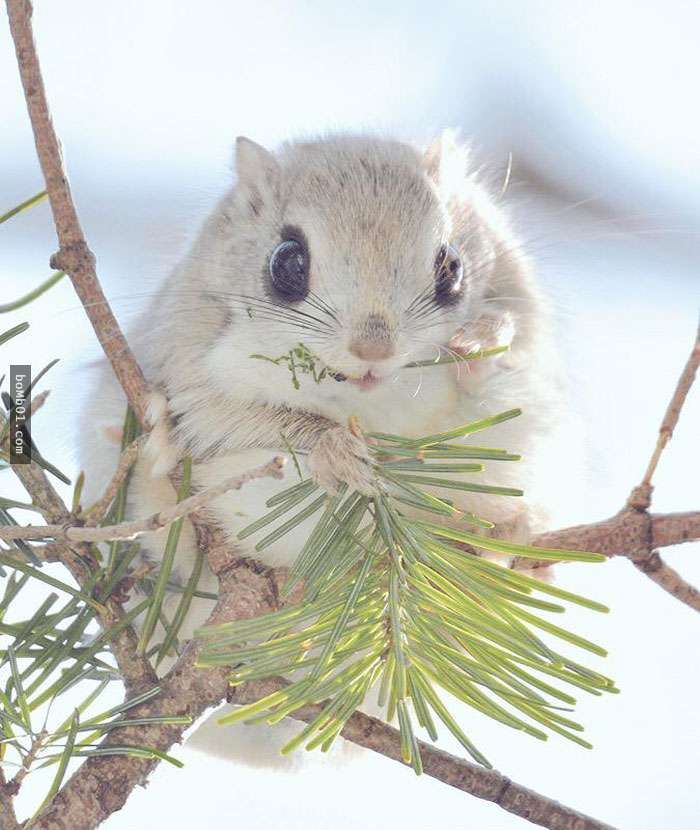 看完這7隻生活在北海道的可愛動物後，你肯定會有衝動想明天就飛去日本和它們見面！