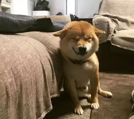 主人開心回家，看到柴犬邪魅一笑，順著狗的方向一看……心碎！