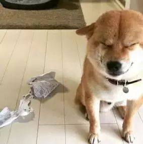 主人開心回家，看到柴犬邪魅一笑，順著狗的方向一看……心碎！