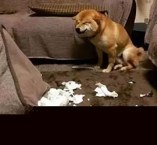 主人開心回家，看到柴犬邪魅一笑，順著狗的方向一看……心碎！