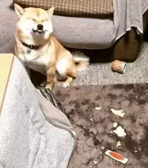 主人開心回家，看到柴犬邪魅一笑，順著狗的方向一看……心碎！