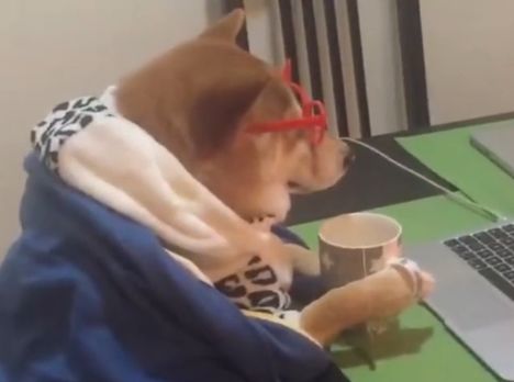 柴犬在家裹著被子看劇，還笑得甜滋滋的，好享受！